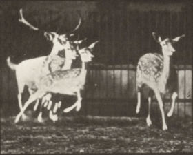 Plate 688 Fallow deer, buck and group of does, galloping — figure reference